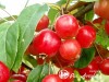 Obelis ,Red Sentinel' (lot. Malus) -c10 Obelis ,Red Sentinel' (lot. Malus) -c10